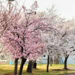 桜満開🌸